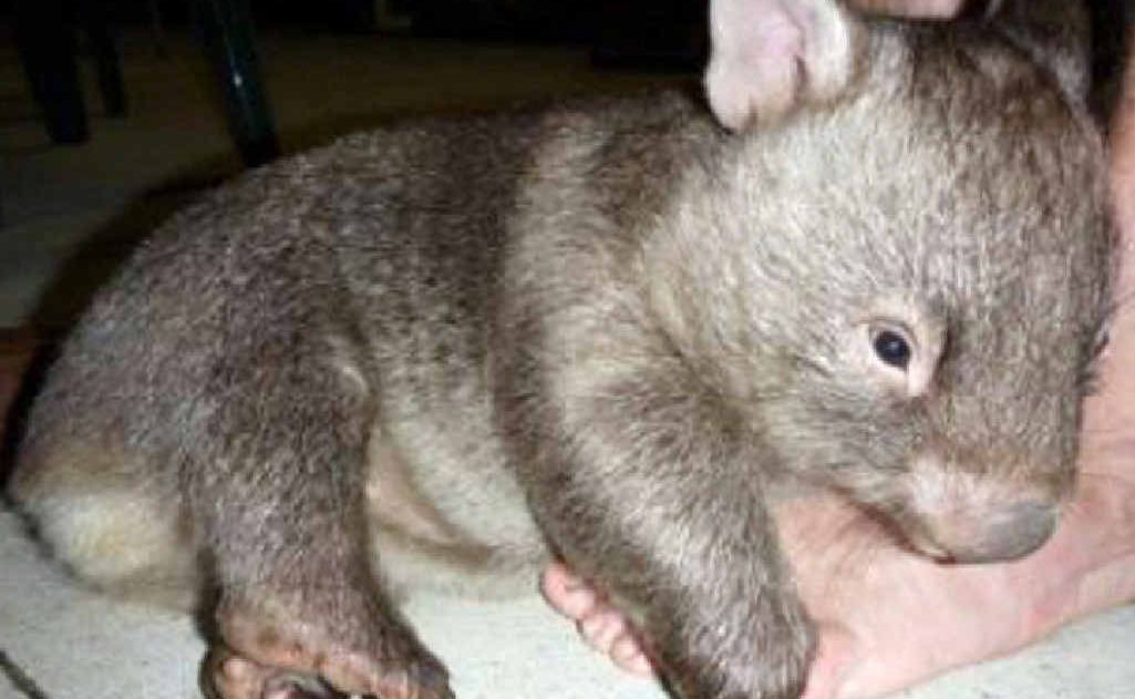 Diesel the wombat who loves people is happily settled into the Macadamia Castle and ready to meet new people, particularly children and families. Diesel the wombat who loves people is happily settled into the Macadamia Castle and ready to meet new people, particularly children and families.